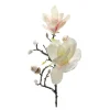 Magnolia 60 cm rosa