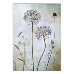 Mandy Disher poster 30x40 cm allium