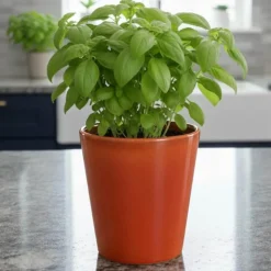 Plant blomsterpotte stor 16x17 cm oransje