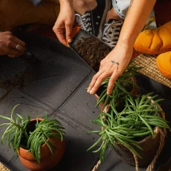 Plantespade og kost 2-in-1