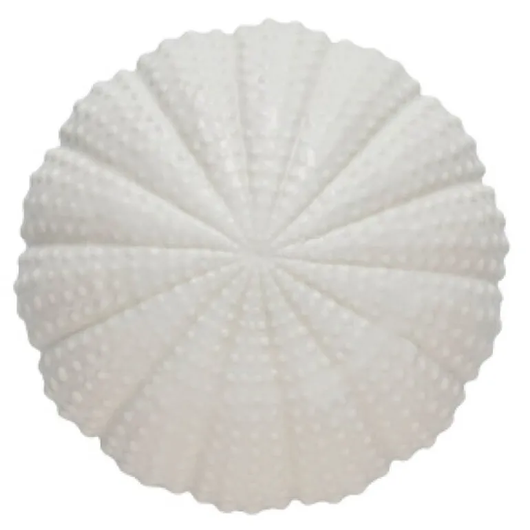 Shellille dekorasjon 8 cm hvit