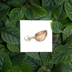 Små kunstkort turkopp