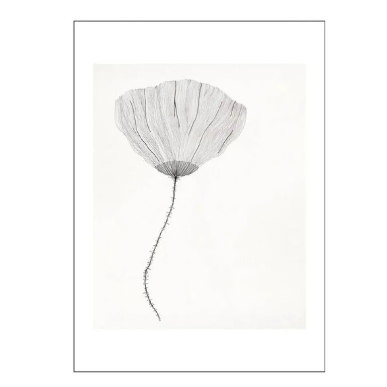 The Poster Club x Ana Frois poster 30x40 cm poppy